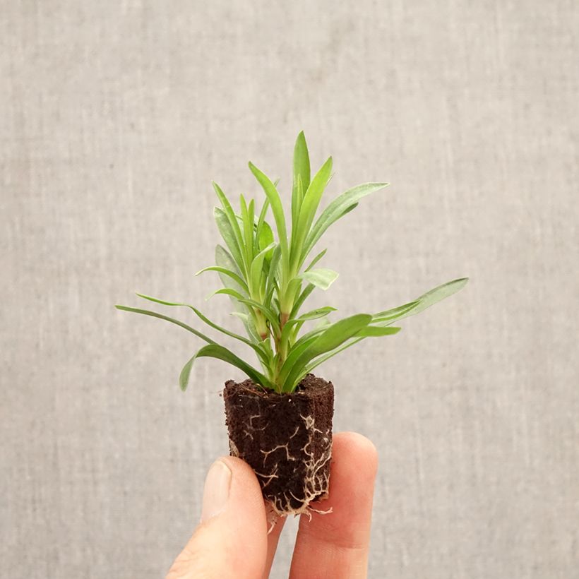 Dianthus Sunflor Sinclair - Garofano Mini zolla Ø 1,5/2,5 cm esemplare consegnato in primavera