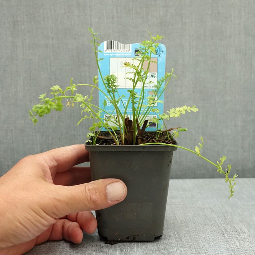 Esemplare di Oenanthe aquatica - Finocchio acquatico cicutario Vasetto da 8/9 cm consegnato in estate