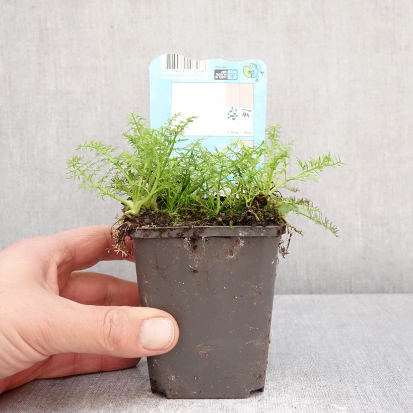 Oenanthe aquatica - Finocchio acquatico cicutario Vasetto da 8/9 cm esemplare consegnato in primavera