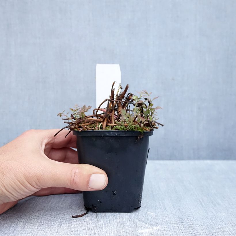 Esemplare di Oenanthe javanica Flamingo Vasetto da 8/9 cm come consegnato in autunno