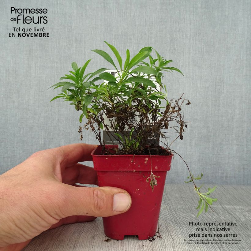 Esemplare di Oenothera fruticosa African Sun Vasetto da 8/9 cm come consegnato in autunno