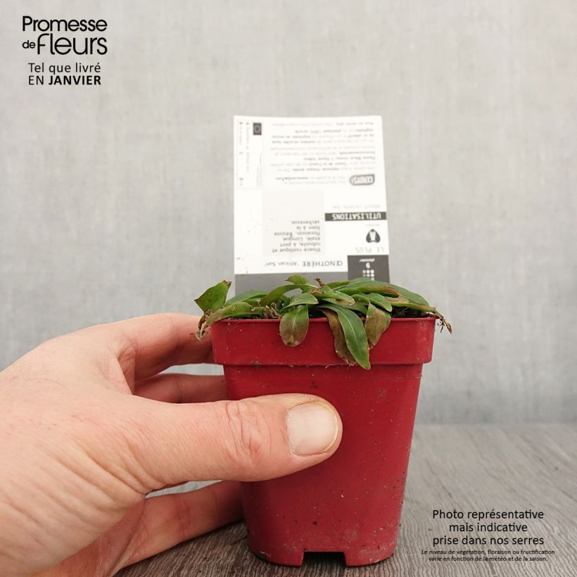Oenothera fruticosa African Sun Vasetto da 8/9 cm esemplare consegnato in inverno
