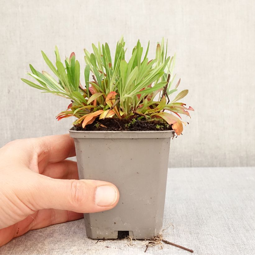 Oenothera fruticosa African Sun Vasetto da 8/9 cm esemplare consegnato in primavera