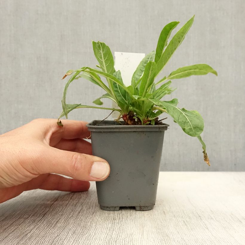 Esemplare di Oenothera glazioviana - Enagra di Lamark Vasetto da 8/9 cm come consegnato in autunno