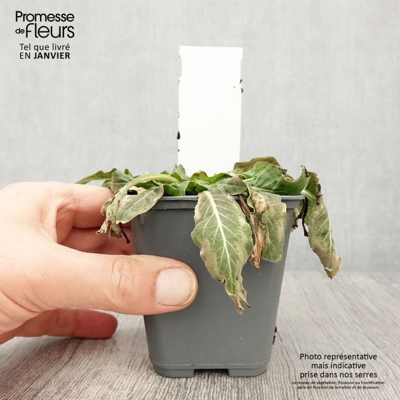 Oenothera glazioviana - Enagra di Lamark Vasetto da 8/9 cm esemplare consegnato in inverno