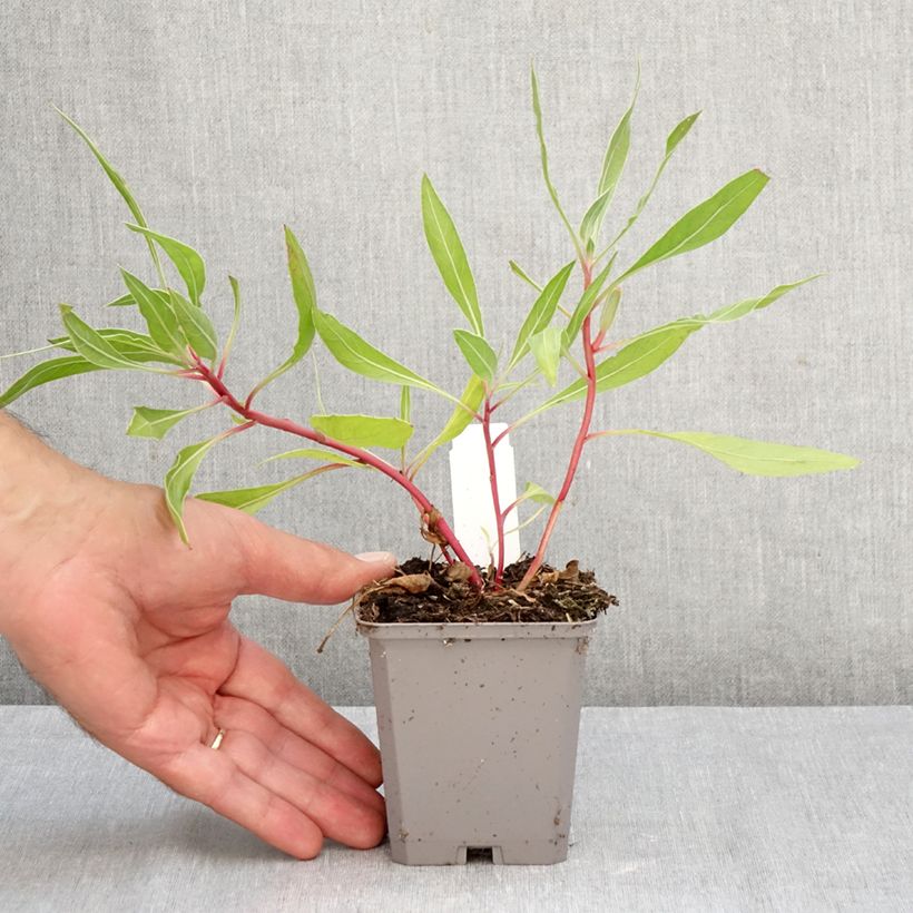 Esemplare di Oenothera missouriensis Vasetto da 7/8 cm come consegnato in autunno