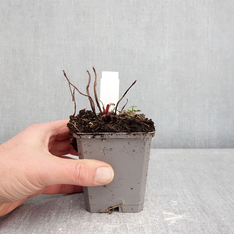 Oenothera missouriensis Vasetto da 7/8 cm esemplare consegnato in inverno