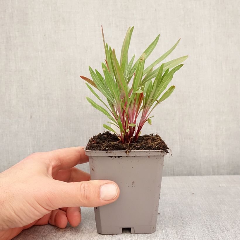 Oenothera missouriensis Vasetto da 7/8 cm esemplare consegnato in primavera