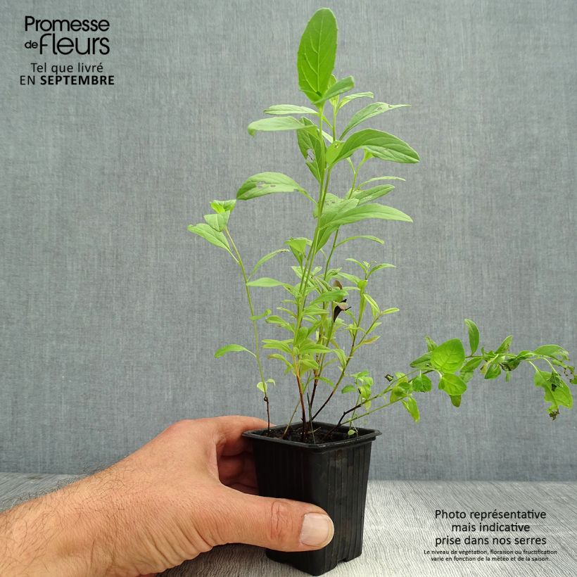 Esemplare di Oenothera speciosa Vasetto da 7/8 cm come consegnato in autunno