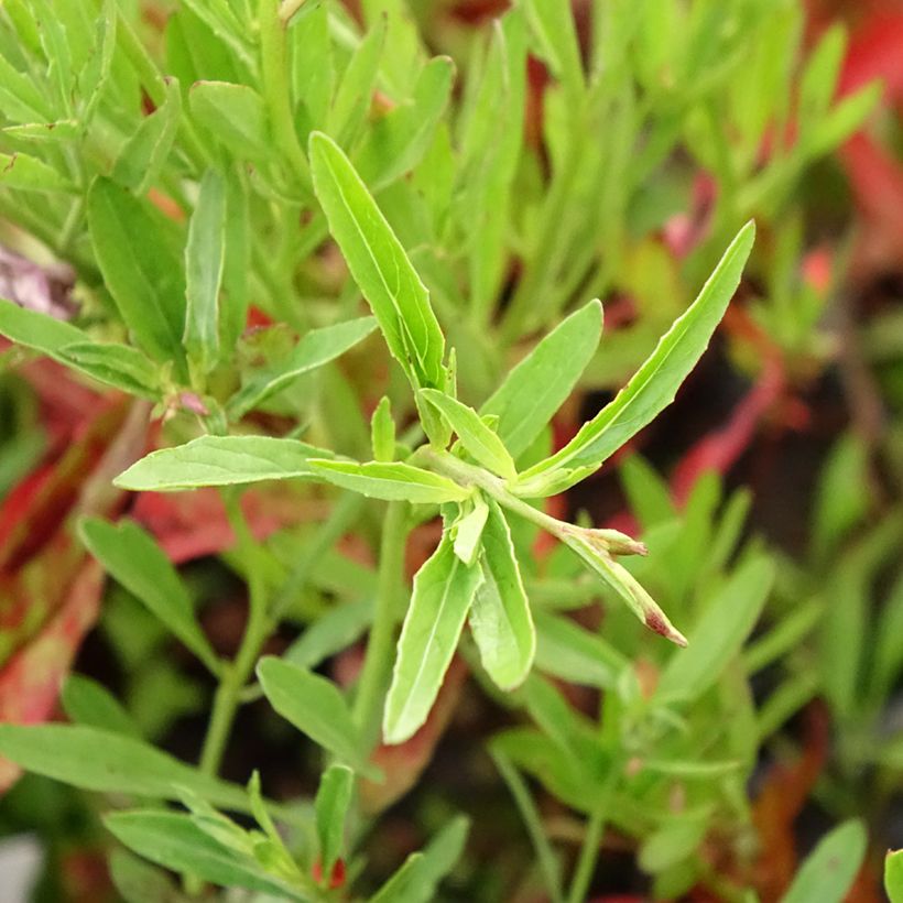 Oenothera speciosa Siskiyou (Fogliame)