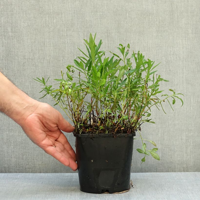 Esemplare di Oenothera speciosa Siskiyou Vaso da 2L/3L come consegnato in autunno