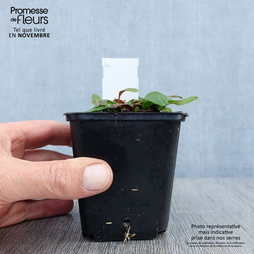 Esemplare di Oenothera tetragona Vasetto da 8/9 cm come consegnato in autunno