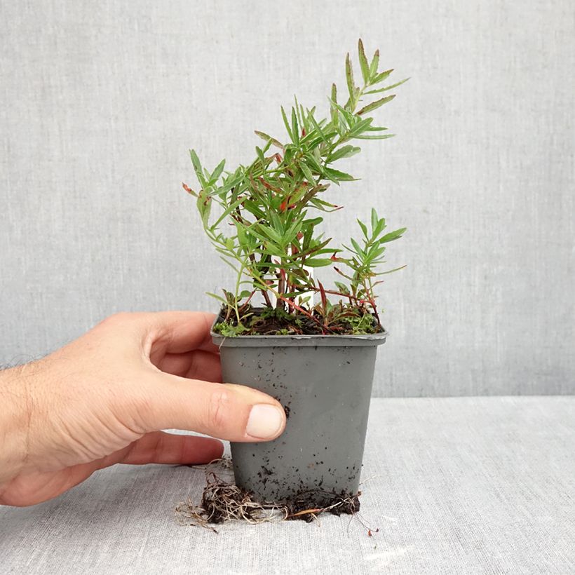 Esemplare di Oenothera speciosa Twilight Vasetto da 8/9 cm come consegnato in autunno