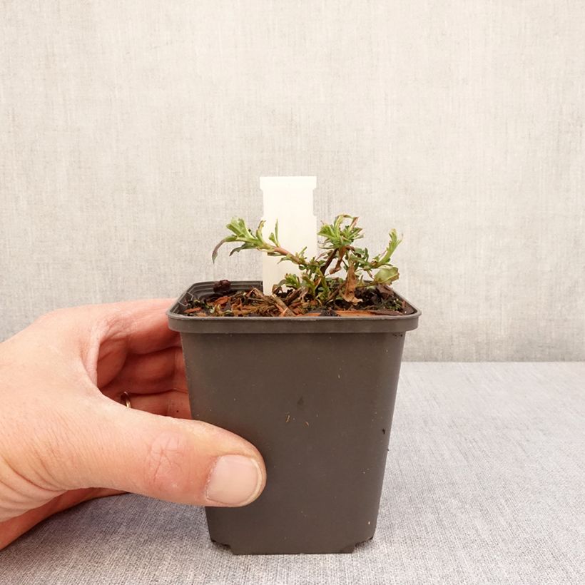 Oenothera speciosa Twilight Vasetto da 8/9 cm esemplare consegnato in primavera