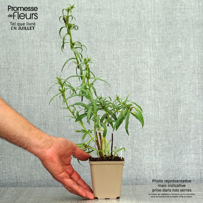 Esemplare di Oenothera versicolor Vasetto da 8/9 cm consegnato in estate