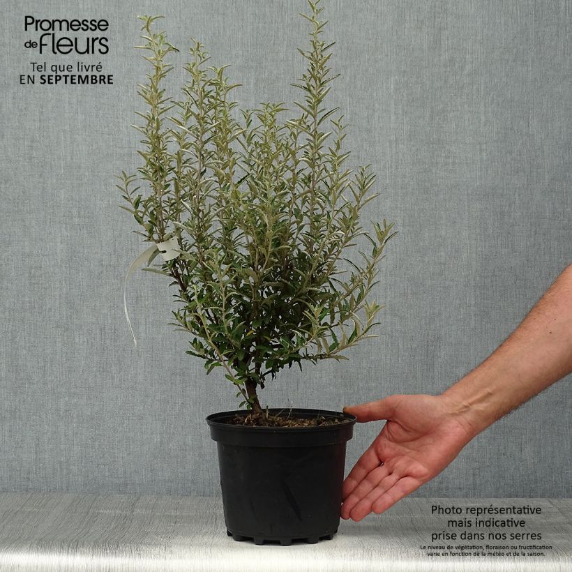 Esemplare di Olearia scilloniensis Vaso da 3L/4L come consegnato in autunno