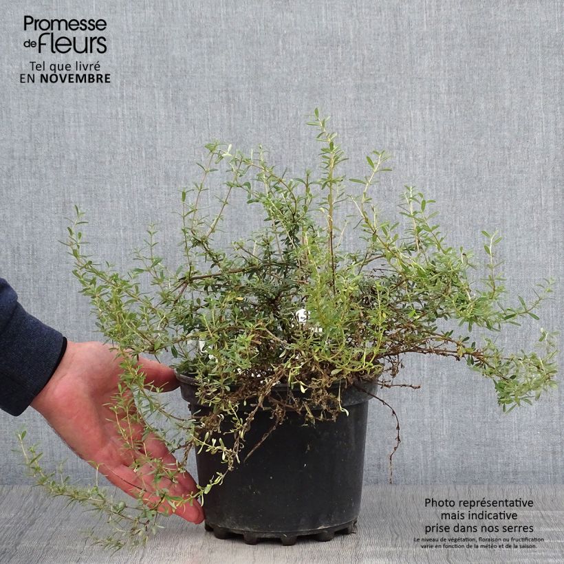 Esemplare di Olearia solandri Aurea Vaso da 2L/3L come consegnato in autunno