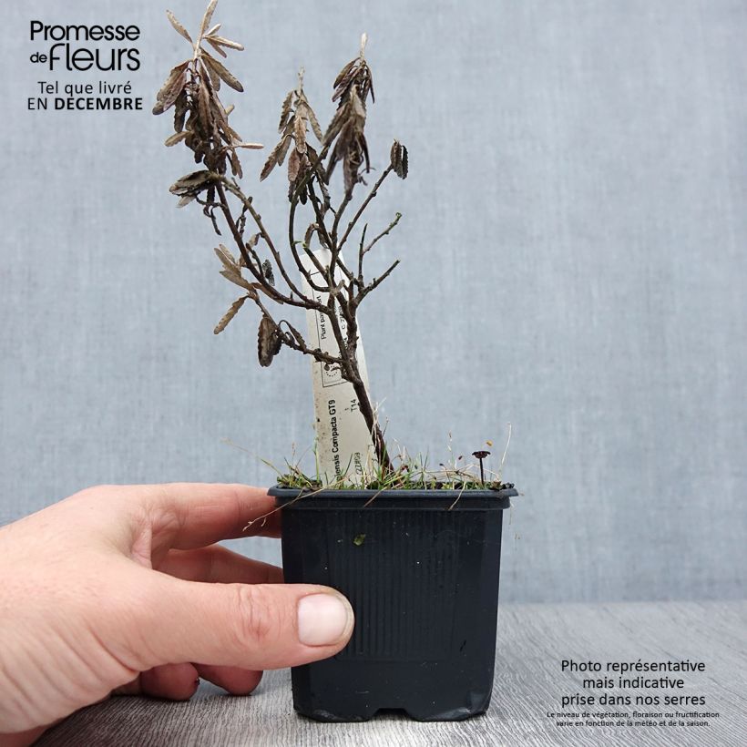 Olearia scilloniensis Compacta Vasetto da 8/9 cm esemplare consegnato in inverno