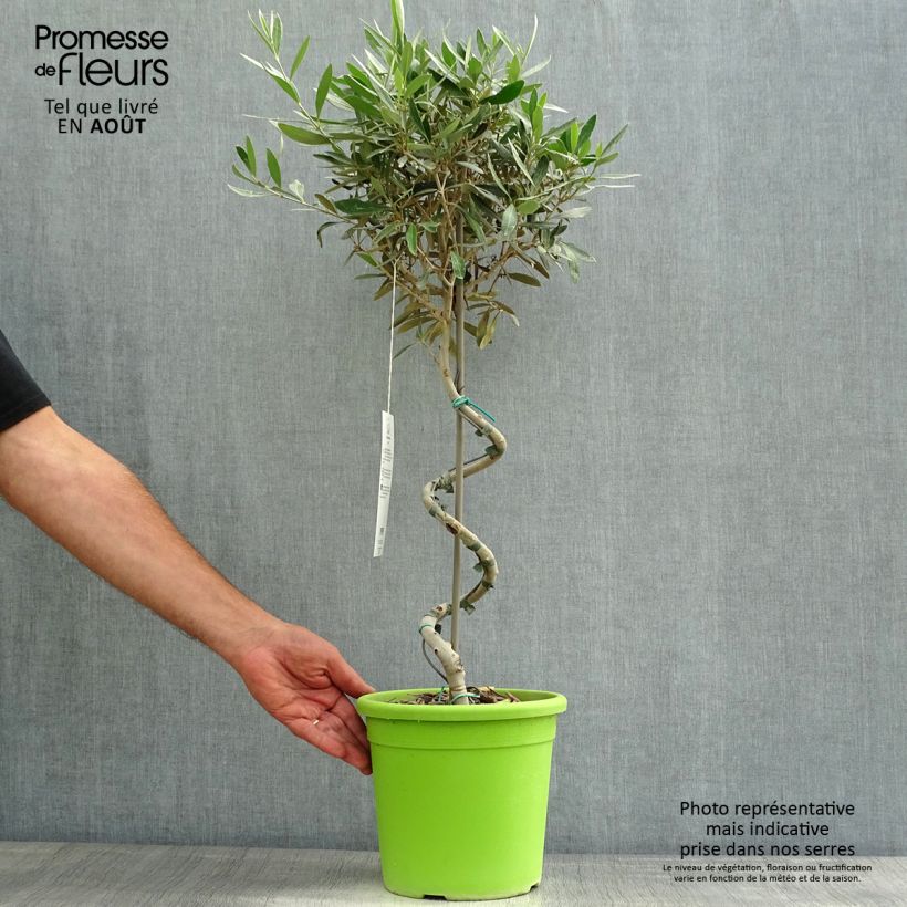 Esemplare di Olea europaea (alberello) - Olivo Vaso da 4L/5L, Vaso impalcato consegnato in estate