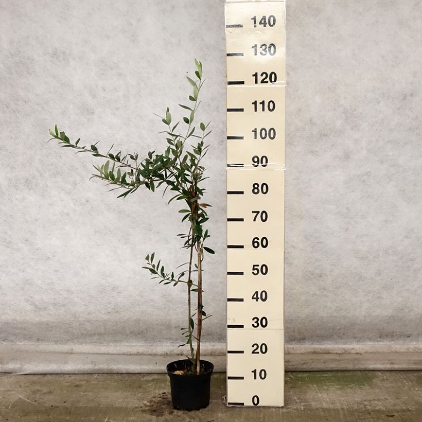 Esemplare di Olivo Frantoio - Olea europaea Vaso da 3L/4L come consegnato in autunno