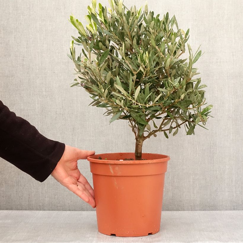 Olea europaea - Olivo Vaso da 2L/3L esemplare consegnato in inverno