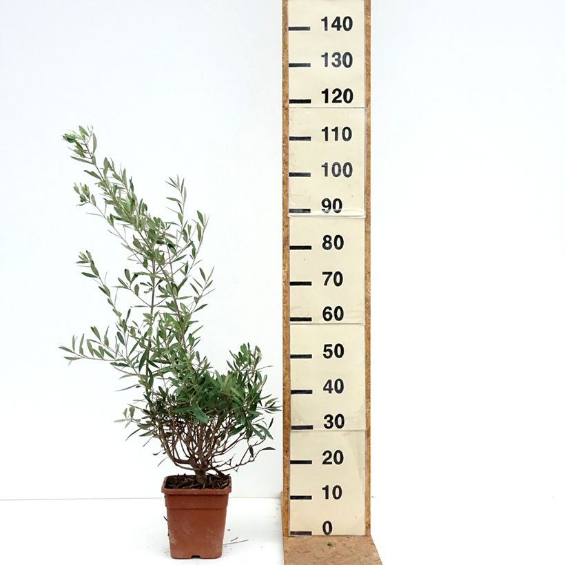 Esemplare di Olea europaea - Olivo Vaso da 2L/3L come consegnato in autunno