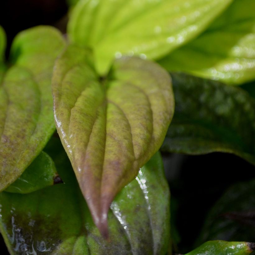 Omphalodes Cherry Ingram (Fogliame)