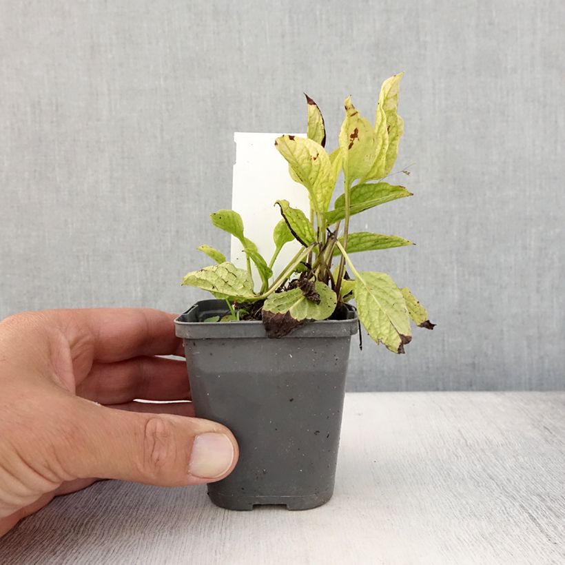 Esemplare di Omphalodes verna Alba - Borrana primaverile Vasetto da 8/9 cm consegnato in estate