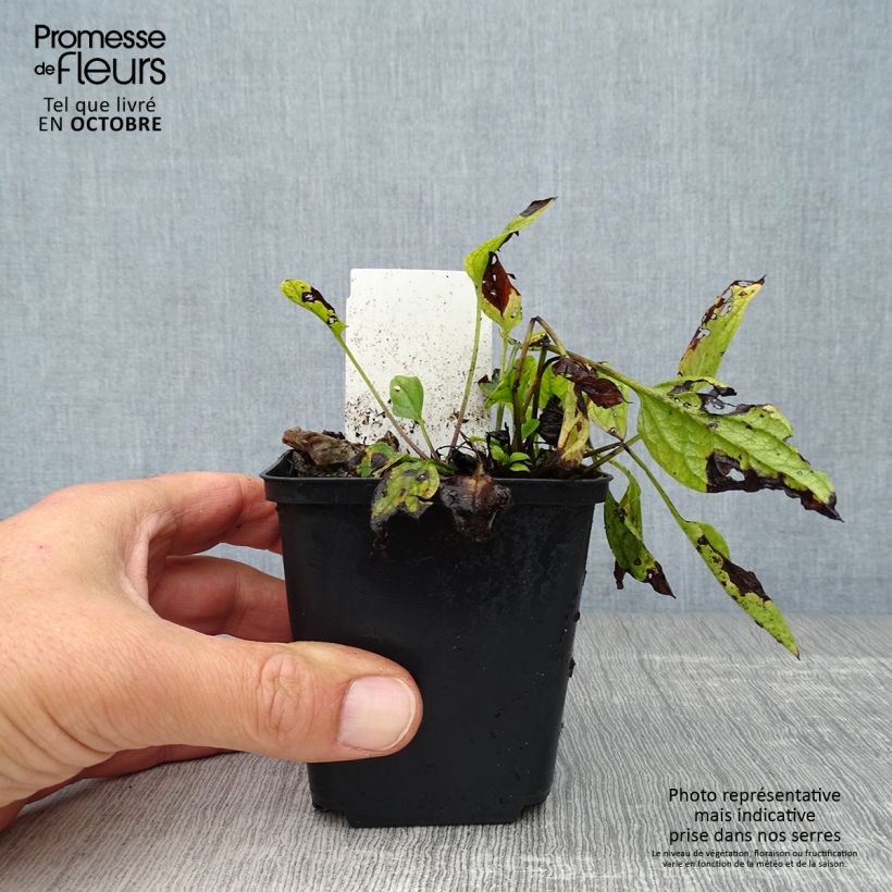 Esemplare di Omphalodes verna - Borrana primaverile Vasetto da 8/9 cm come consegnato in autunno