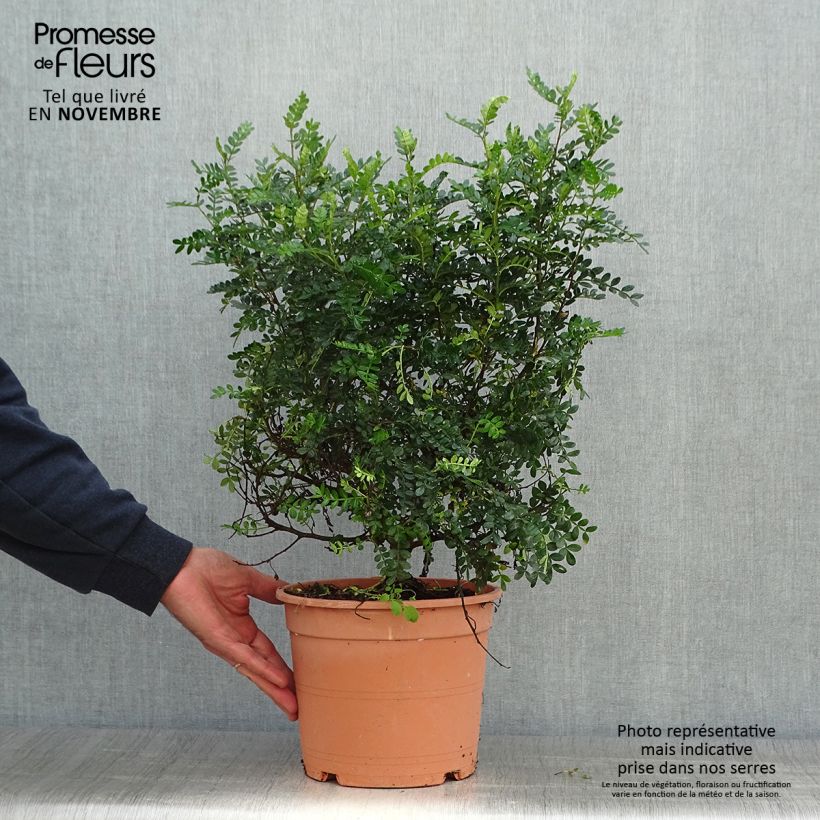 Esemplare di Operculicarya decaryi Vaso da 7,5L/10L come consegnato in autunno