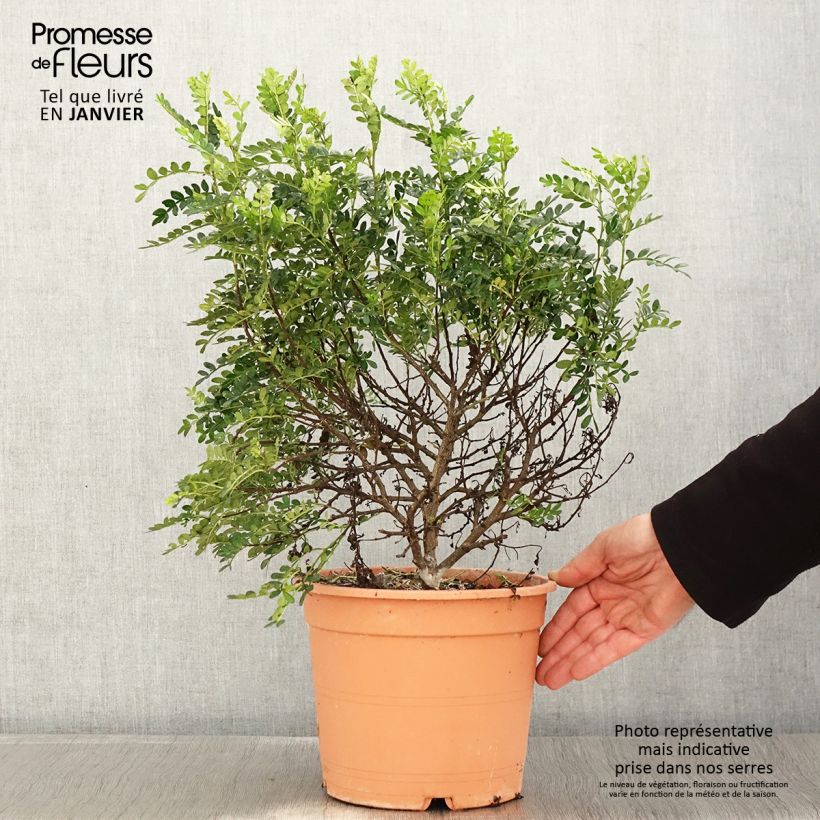 Operculicarya decaryi Vaso da 7,5L/10L esemplare consegnato in inverno