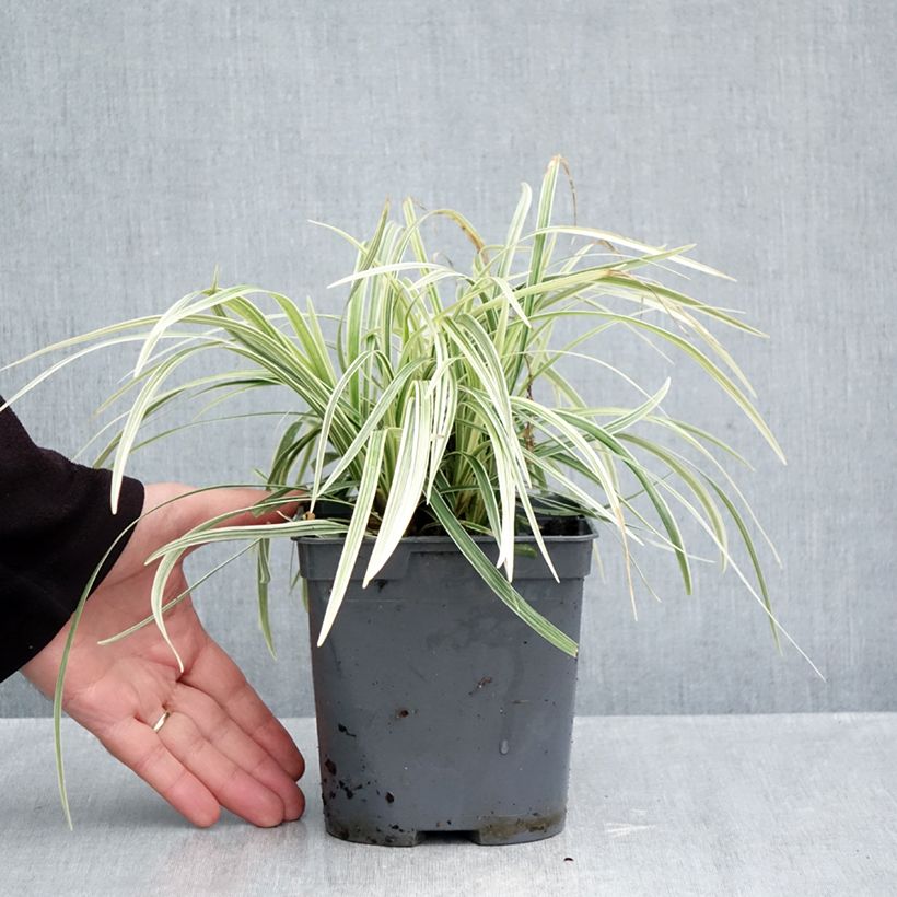 Esemplare di Ophiopogon jaburan Albo Variegata Vaso da 2L/3L come consegnato in autunno