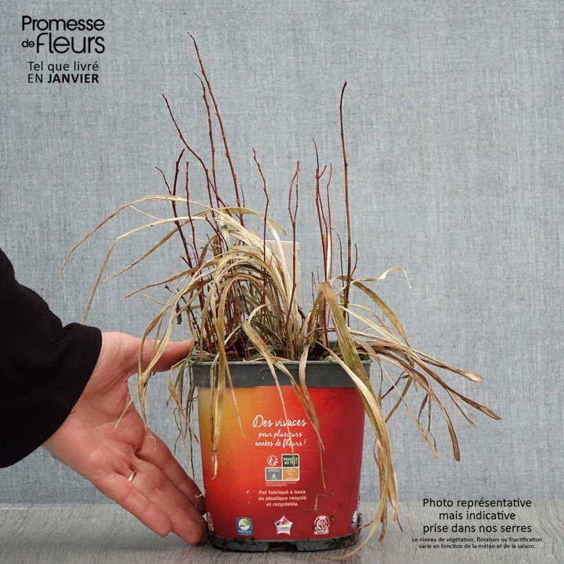 Ophiopogon jaburan Albo Variegata Vaso da 2L/3L esemplare consegnato in inverno