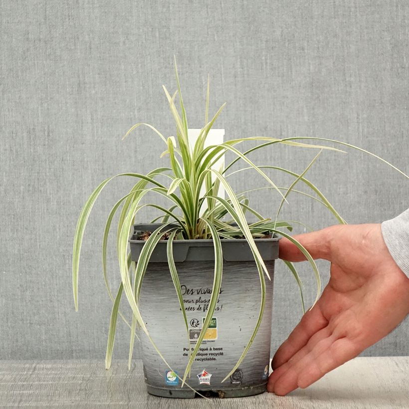 Ophiopogon jaburan Albo Variegata Vaso da 2L/3L esemplare consegnato in primavera