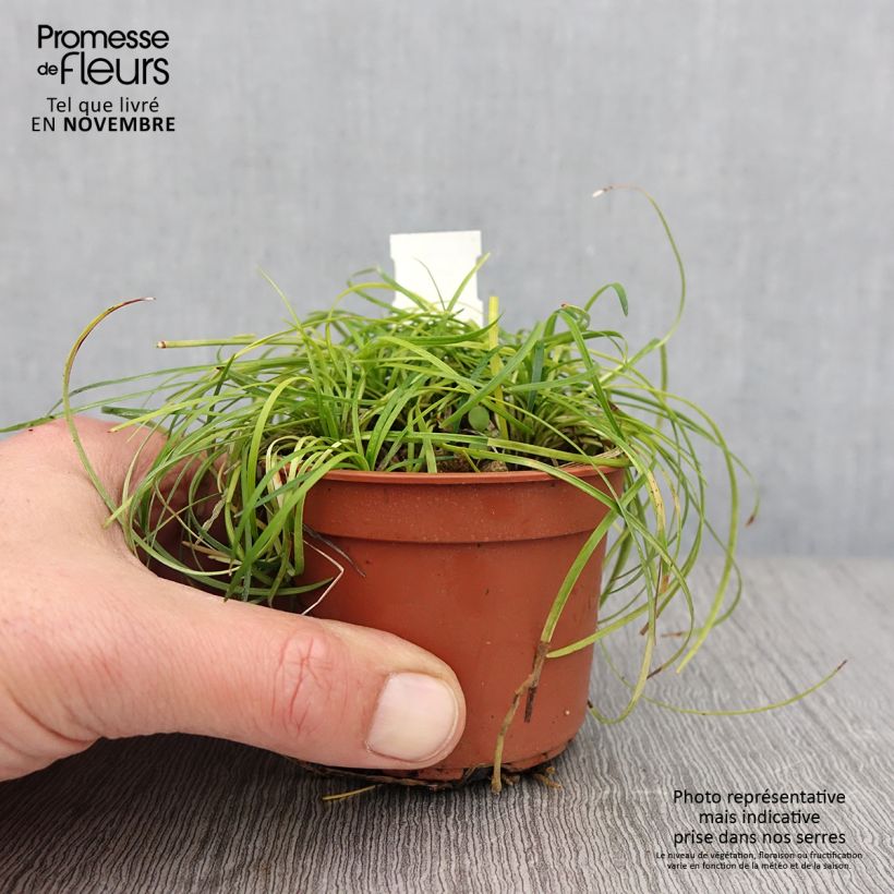 Esemplare di Ophiopogon chingii Vasetto da 8/9 cm come consegnato in autunno
