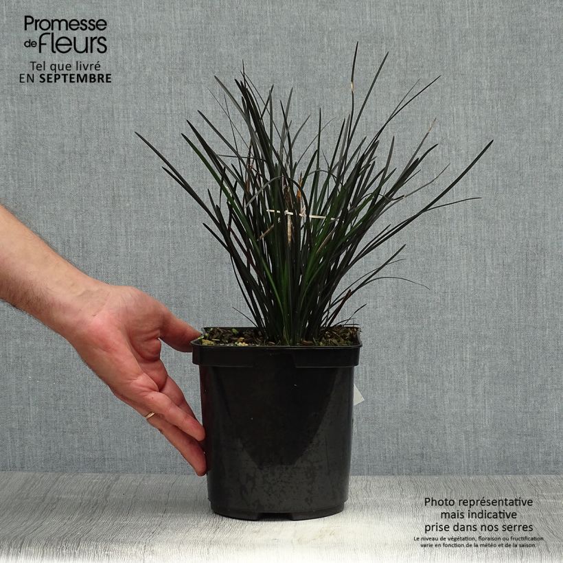 Esemplare di Ophiopogon planiscapus Hosoba Kokuryu Vaso da 2L/3L come consegnato in autunno