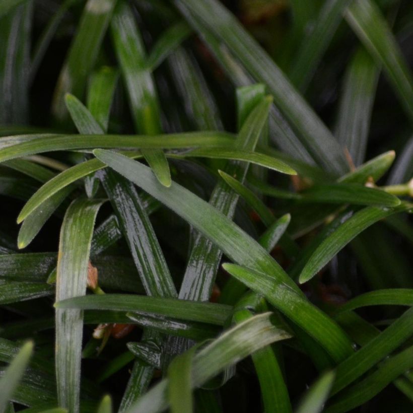 Ophiopogon japonicus - Mughetto giapponese (Fogliame)