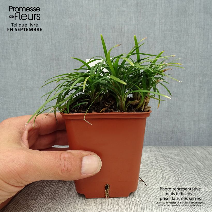 Esemplare di Ophiopogon japonicus Minor - Mughetto giapponese Vasetto da 8/9 cm come consegnato in autunno