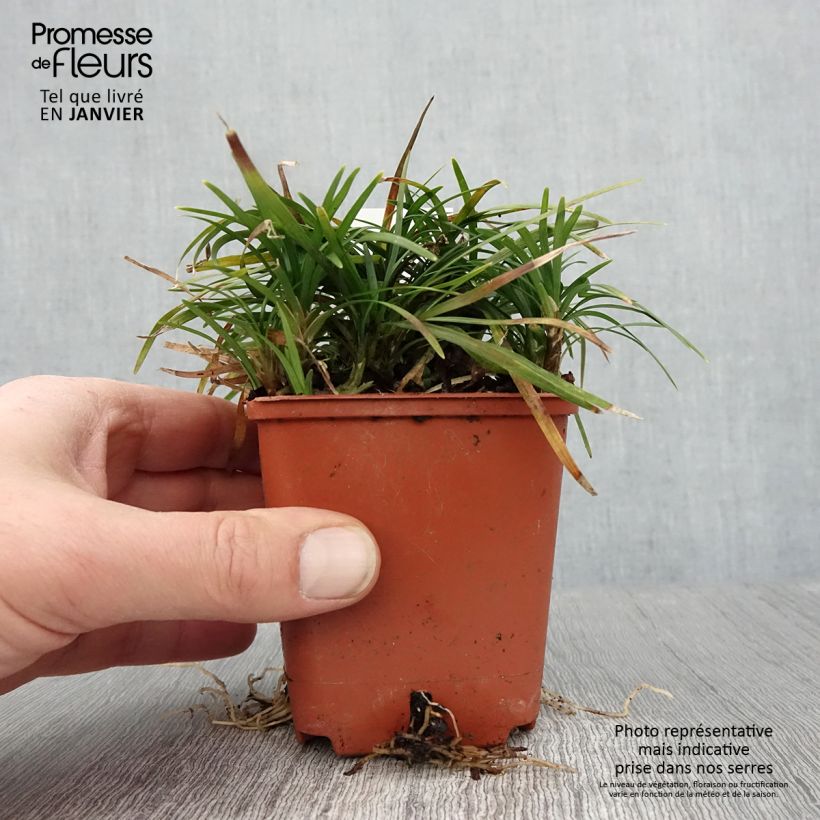 Ophiopogon japonicus Minor - Mughetto giapponese Vasetto da 8/9 cm esemplare consegnato in inverno