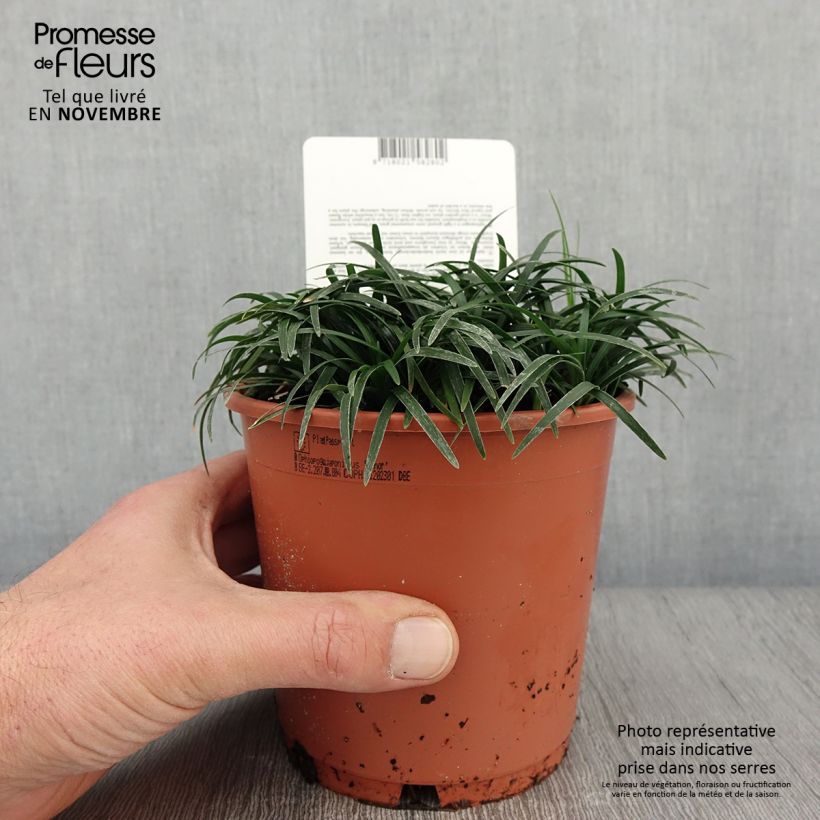 Esemplare di Ophiopogon japonicus Minor - Mughetto giapponese Vaso da 1L/1,5L come consegnato in autunno