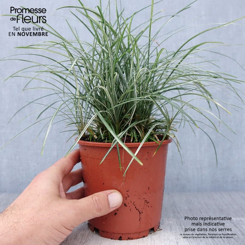 Esemplare di Ophiopogon japonicus Silver Mist - Mughetto giapponese Vaso da 1L/1,5L come consegnato in autunno