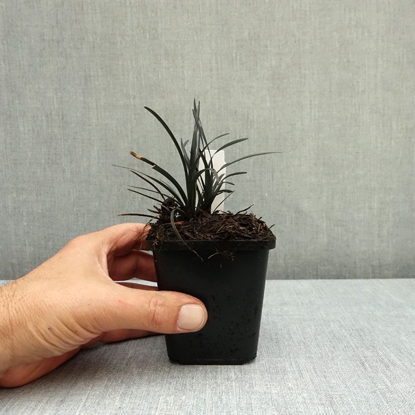 Esemplare di Ophiopogon planiscapus Black Dragon Vasetto da 8/9 cm come consegnato in autunno