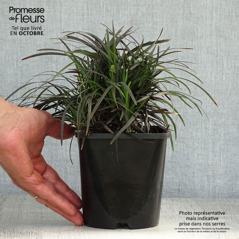 Esemplare di Ophiopogon planiscapus Black Dragon Vaso da 1L/1,5L come consegnato in autunno