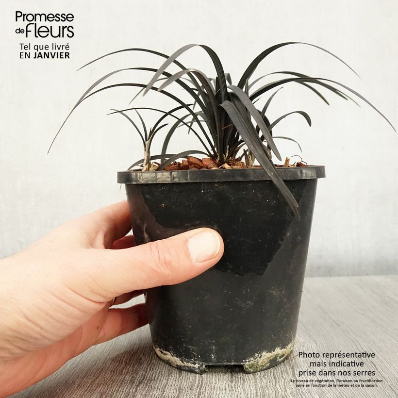 Ophiopogon planiscapus Black Dragon Vaso da 1L/1,5L esemplare consegnato in inverno