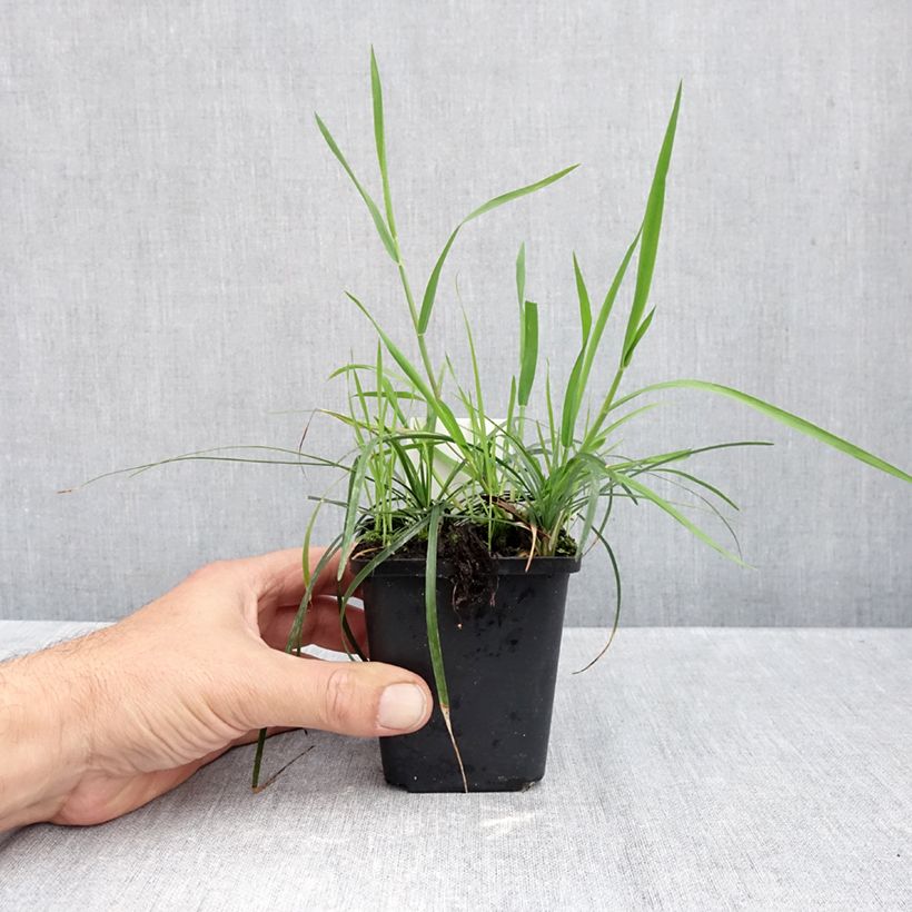 Esemplare di Ophiopogon planiscapus Vasetto da 8/9 cm come consegnato in autunno