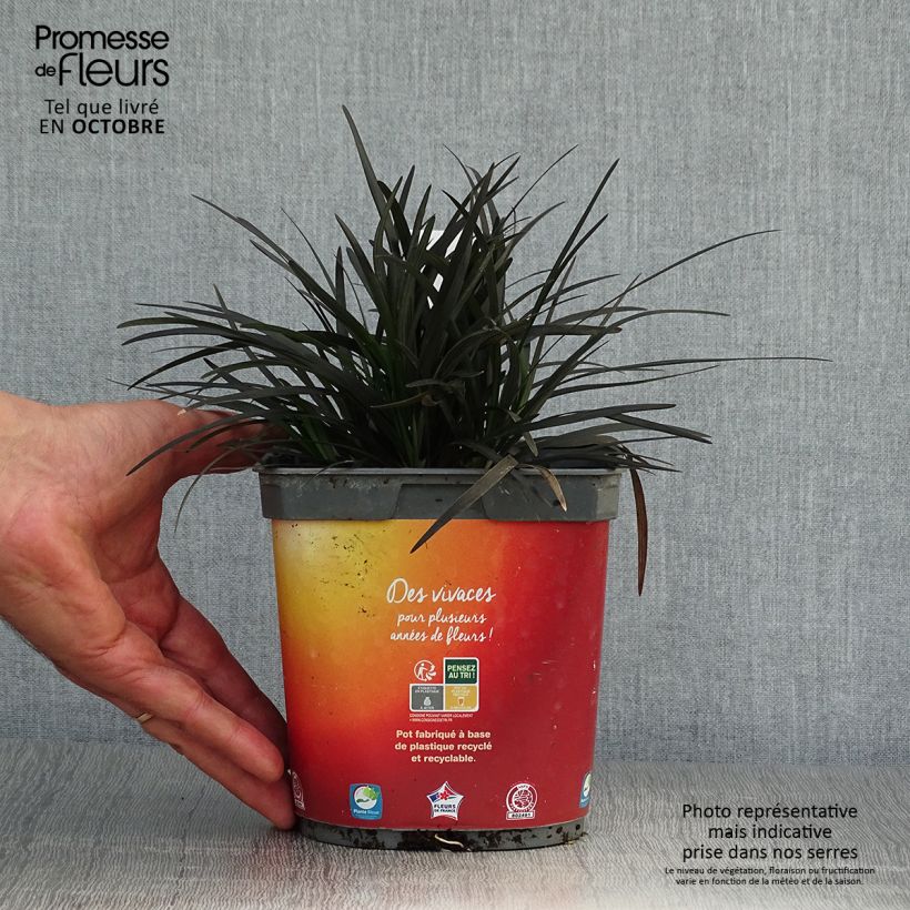 Esemplare di Ophiopogon planiscapus Nigrescens Vaso da 2L/3L come consegnato in autunno