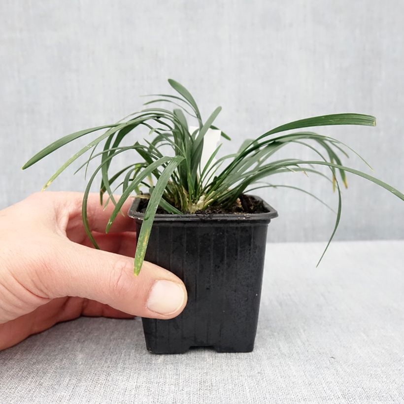 Ophiopogon planiscapus Olivaceus Vasetto da 8/9 cm esemplare consegnato in primavera