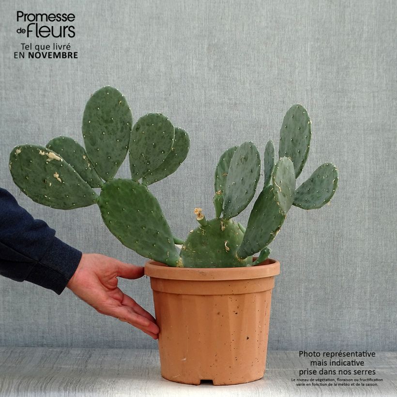 Esemplare di Opuntia cacanapa Ellisiana Vaso da 4L/5L come consegnato in autunno