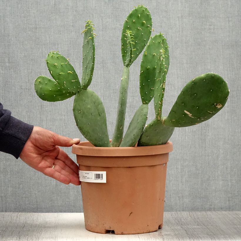 Esemplare di Opuntia cacanapa Ellisiana Vaso da 4L/5L consegnato in estate