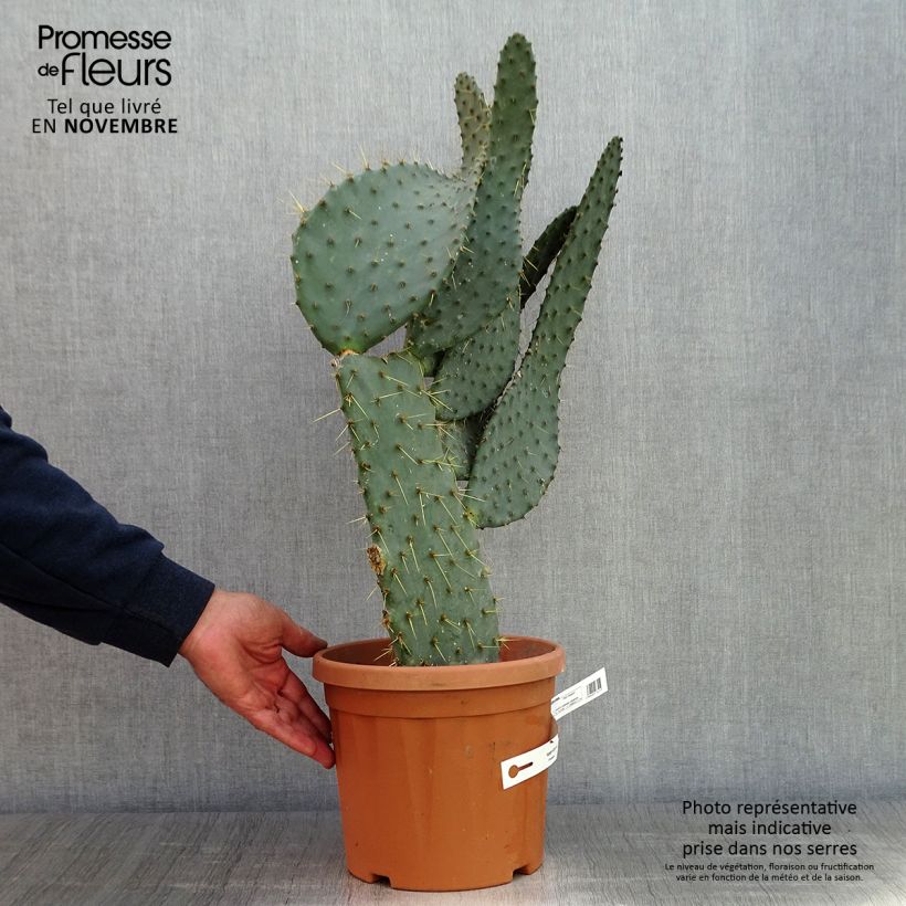 Esemplare di Opuntia engelmannii var.linguiformis Vaso da 4L/5L come consegnato in autunno